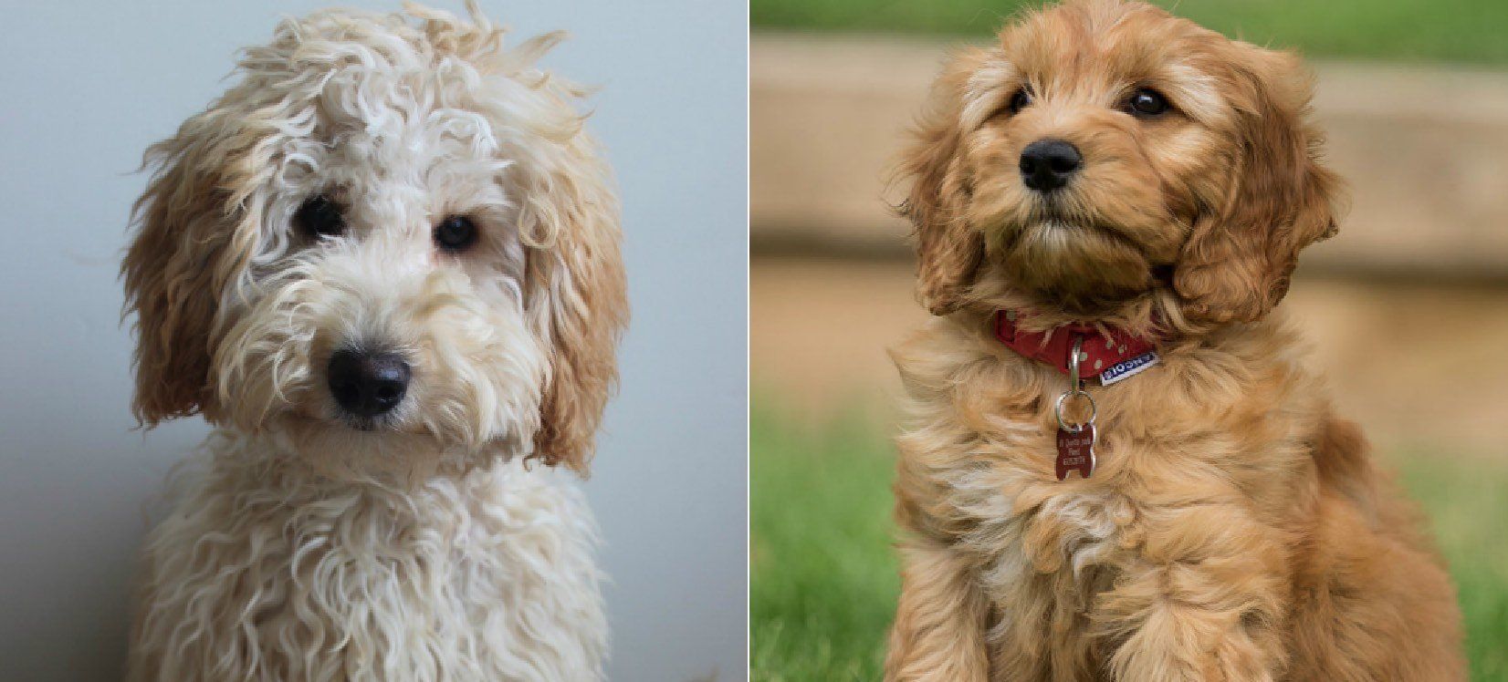 Labradoodle Vs Goldendoodle Fight Comparison & Difference
