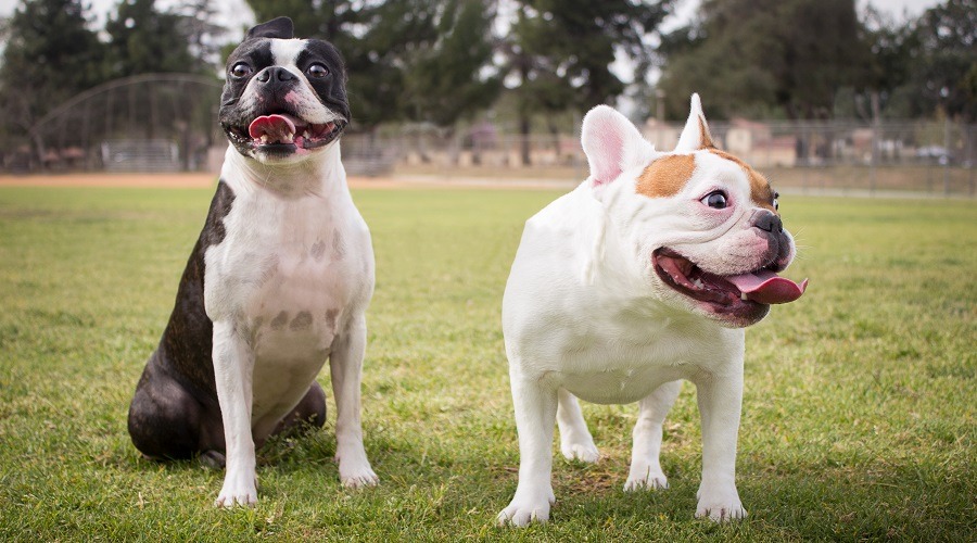 Boston Terrier Vs French Bulldog Fight Comparison & Difference