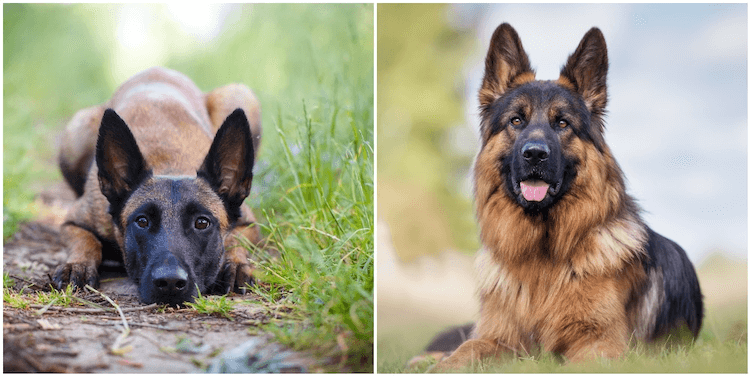 Belgian Malinois Vs German Shepherd Fight Comparison & Difference