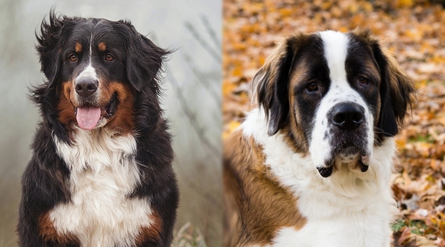 Bernese Mountain Dog Vs St Bernard Fight Comparison & Difference