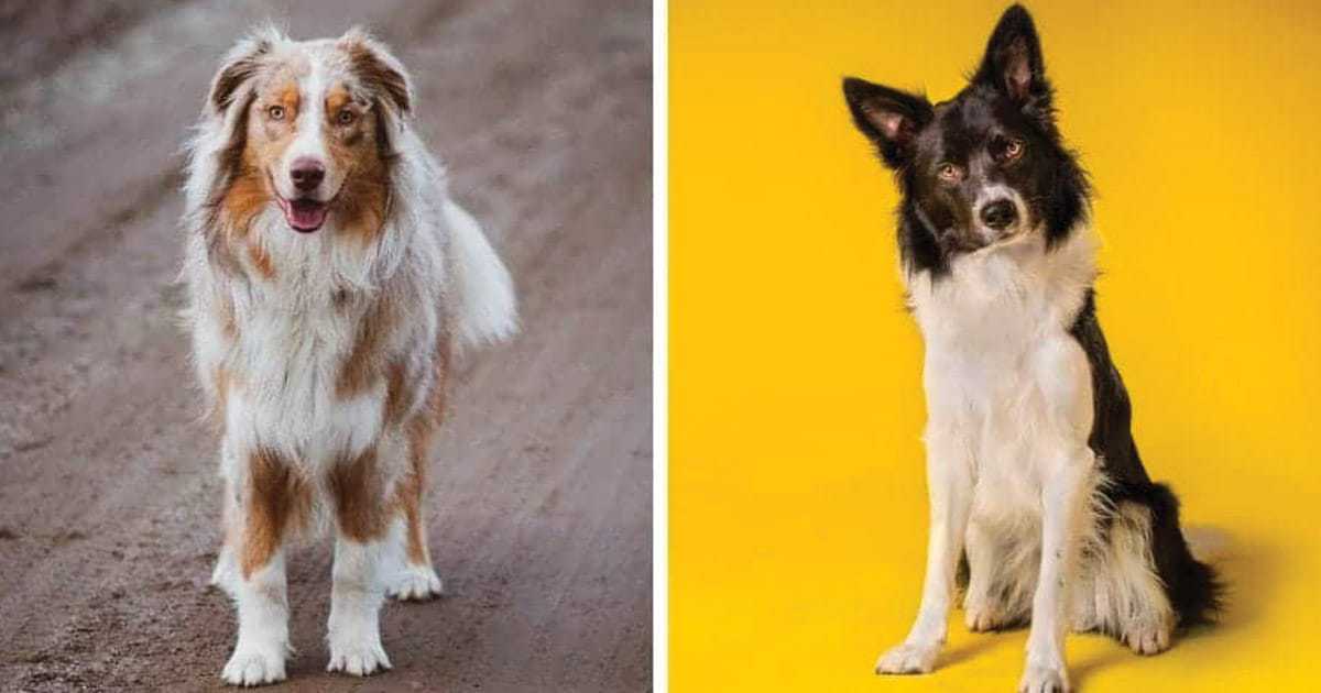 Border Collie vs Australian Shepherd Fight Comparison & Difference