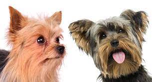 Silky Terrier vs Yorkie fight comparison & difference
