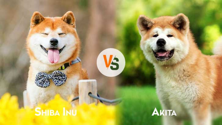 Shiba Inu vs Akita size temperament fight comparison & difference