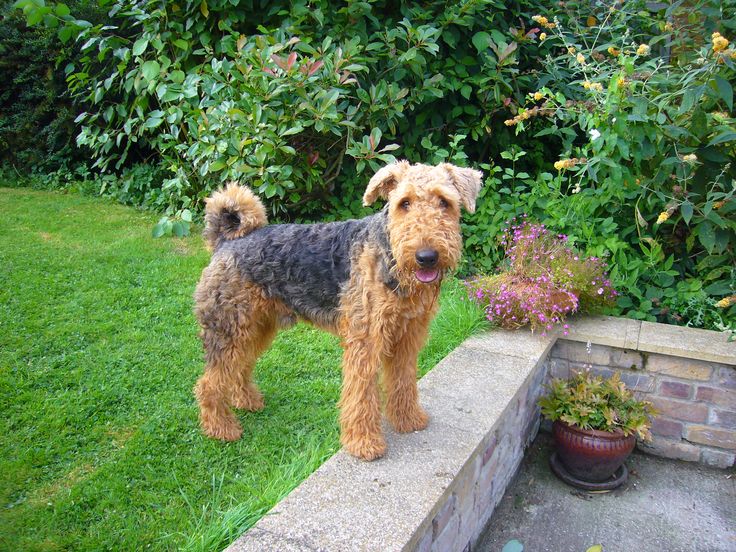 How to Take Care Of Your Airedale Terrier in 2023?