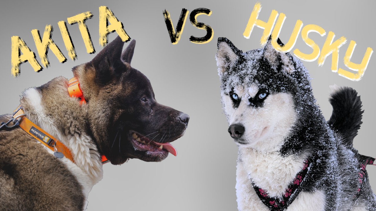 Siberian Husky vs Akita Inu fight comparison & difference