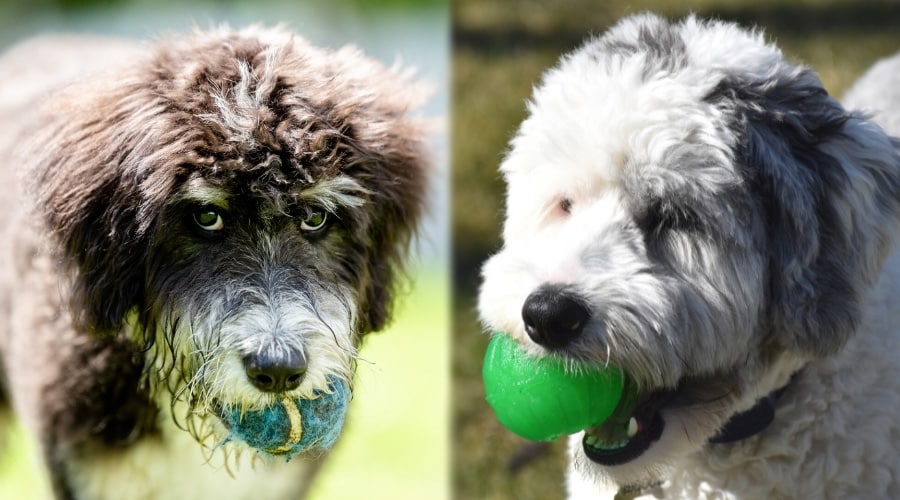Sheepadoodle vs Bernedoodle fight comparison & difference
