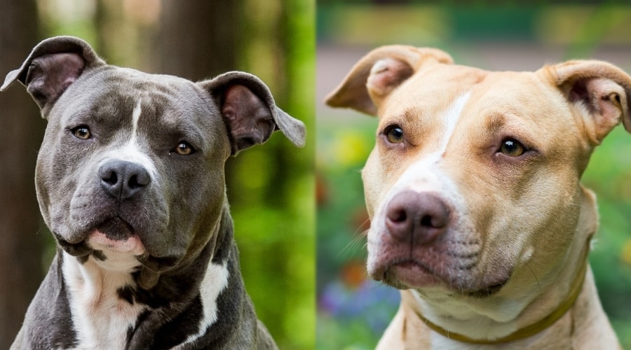 American Staffordshire Terrier vs Pitbull fight comparison & difference