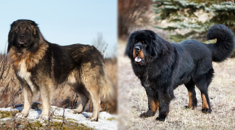 Caucasian Shepherd vs Tibetan Mastiff fight comparison & difference