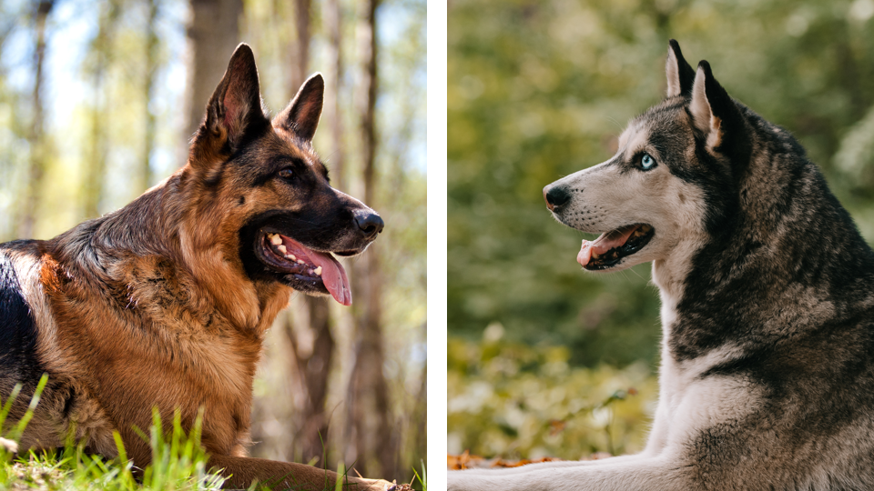 Siberian Husky vs German Shepherd fight comparison & difference