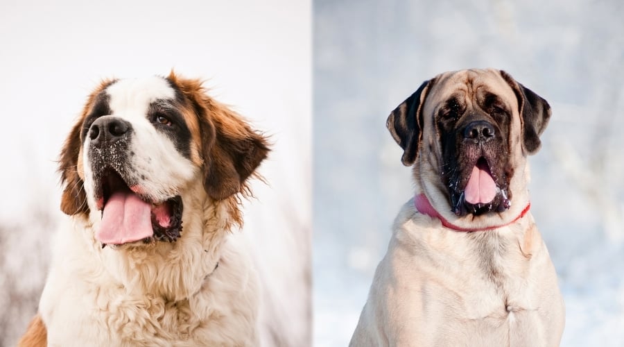 English Mastiff vs Saint Bernard fight comparison & difference