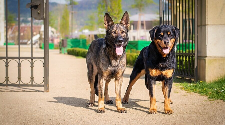 Rottweiler vs German Shepherd fight comparison & difference