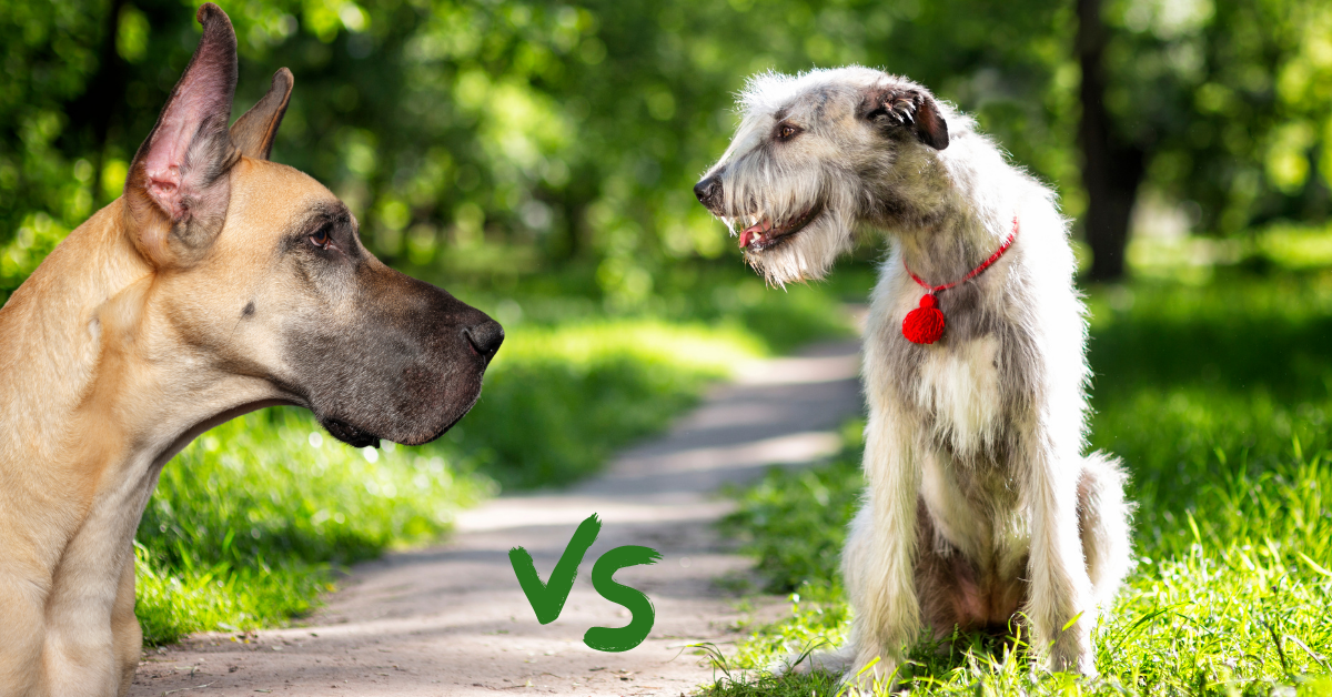 Irish Wolfhound vs Great Dane fight comparison and difference