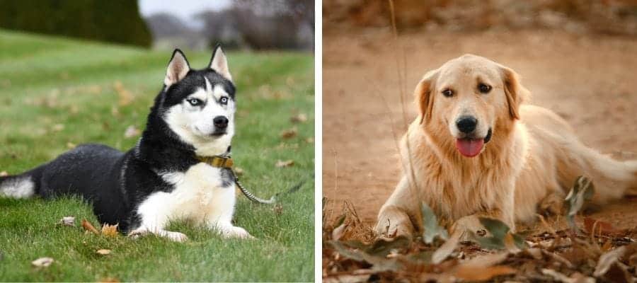 Siberian Husky vs Golden Retriever fight comparison & difference