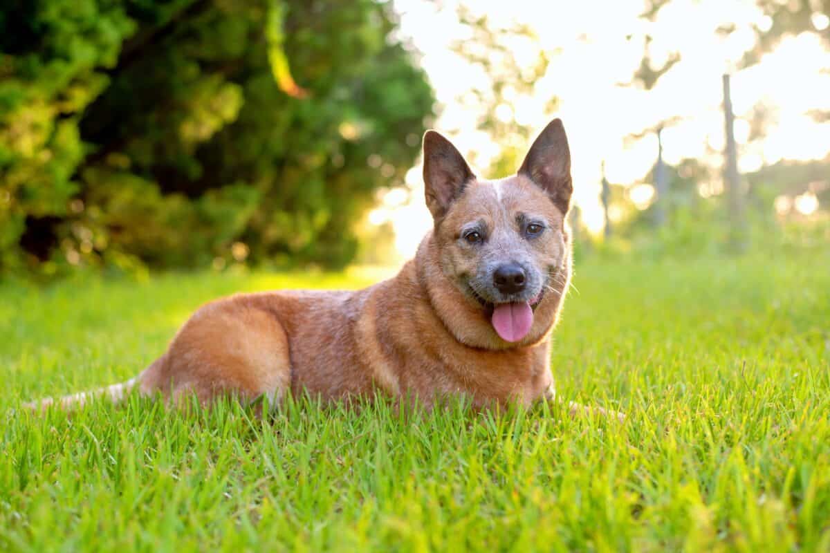 How to take care of red heeler puppies in 2023?