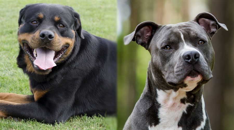 Rottweiler vs Pitbull fight comparison & difference