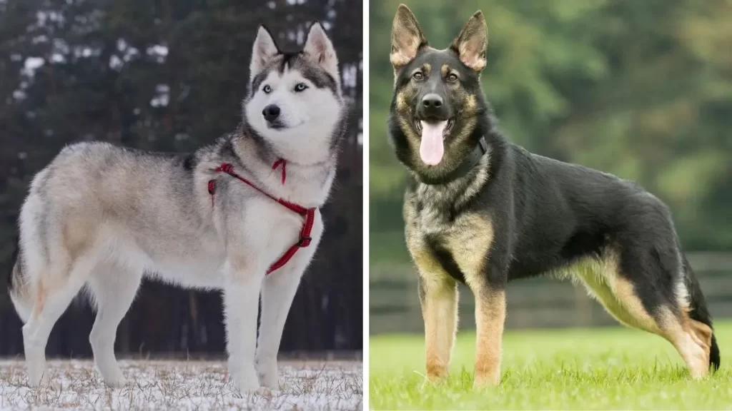 Siberian Husky vs Rottweiler fight comparison & difference