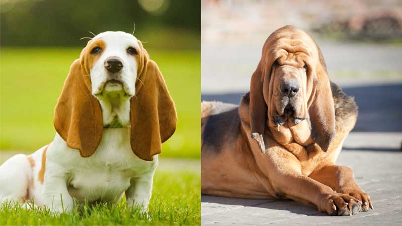 Basset Hound vs Bloodhound fight comparison & difference