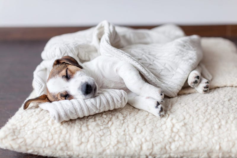 Tips for Choosing a Dog Bed for Border Terriers